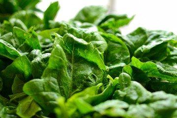 Spinach. Vitamins Raw food diet. Vegetarianism and veganism, healthy food, ingredient. Spinach background, close-up.