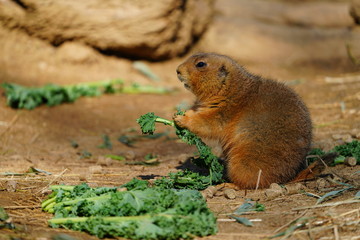 A black-tailed prairie dog (Cynomys ludovicianus) eating green kale leaves