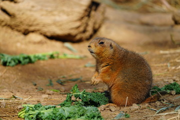 A black-tailed prairie dog (Cynomys ludovicianus) eating green kale leaves