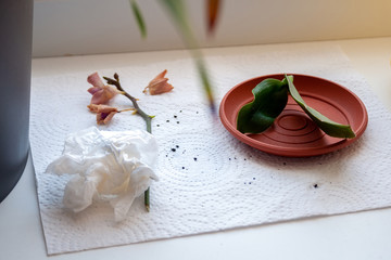 A dried branch with flowers of a small orchid, the base of a plant with green leaves without roots lie on a windowsill on a white napkin. Resuscitation and transplantation of damaged plant