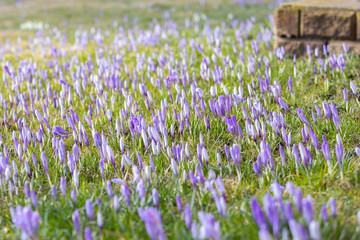 Krokuss-der fr&uuml;hling erwacht