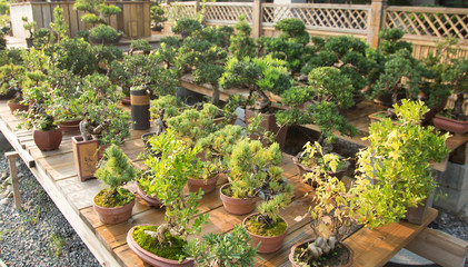 Luohansong bonsai and tongue in the basin garden of Nantong, China