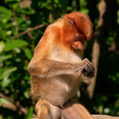 Malaysia. The long-nosed monkey or kahau — a species of primates from the subfamily of thin-bodied monkeys in the family of monkeys. Distributed exclusively on the island of Borneo