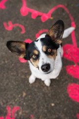 Top view of a  cross breed dog sitting on a colorful street and looking to the camera