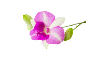 Fototapeta na wymiar Purple Phalaenopsis orchid flowers on white background.