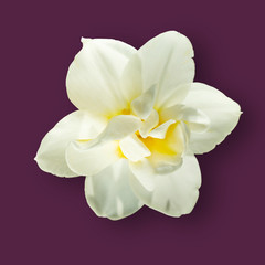 White daffodil close-up on a purple background, collage. Trending concept of flowers, spring, summer. Minimalism, isolate.