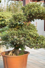 Luohansong bonsai and tongue in the basin garden of Nantong, China