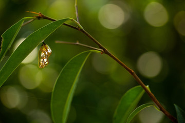 Common crow chrysalis hanging from branch left of frame