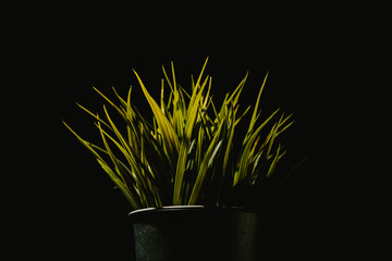 Green plant against a dark background
