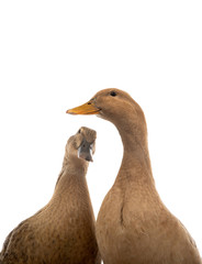  two brown ducks on a white background.