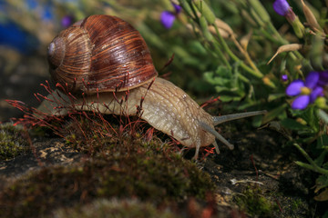 Vine slug with outstretched antennae, Helix pomatia