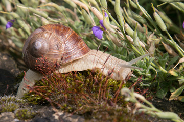 vineyard snail crawls over the moss, Helix pomatia