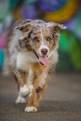 Australian shepherd dog on colorful background