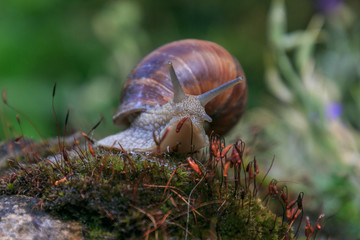 big vineyard  snail in the moss