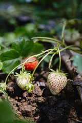 Fresh strawberries that grown in garden