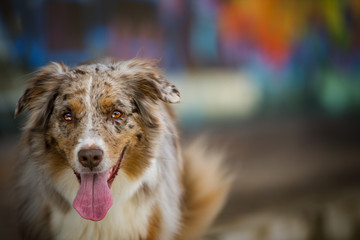 Australian shepherd dog on colorful background