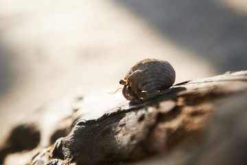 Morning light and hermit crab