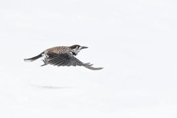 Eurasian nutcracker in flight on snow (Nucifraga caryocatactes)