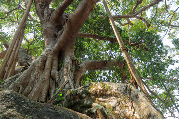 バンヤンの木　ベトナム