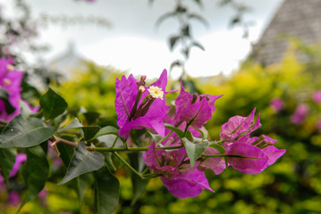 Gros plan d'un Bougainviller dans un jardin de La Réunion.