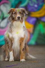 Australian shepherd dog on colorful background