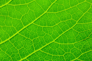 closeup of green leaf