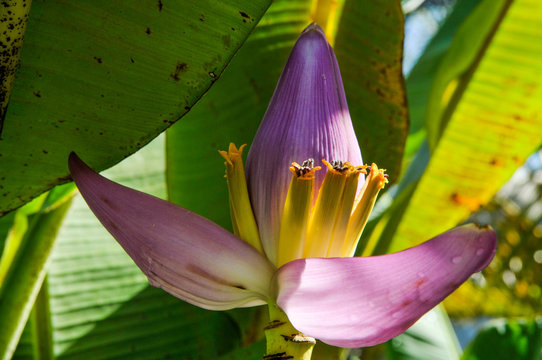Bananier fleur (Musa ornata) dans un jardin de l'île de La Réunion.
