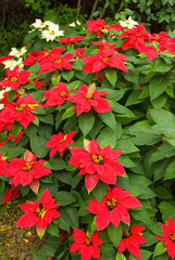 Poinsettia dans un jardin de La Réunion.