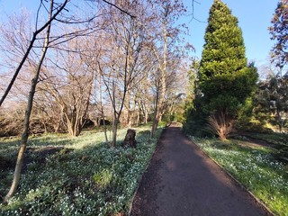 Spring landscape with trees, green grass, pathway and spring flowers, in the park.