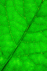 closeup of green leaf