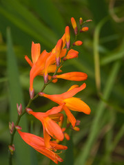 Jasmin du Cap dans un jardin de La Réunion.