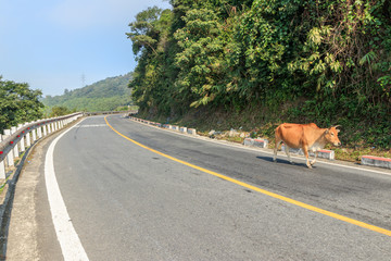 ハイヴァン峠と牛　ベトナム　ダナン　Hai Van Pass and  Cow Vietnam Danang