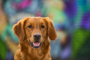 Mixed breed dog on colorful background