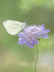 Narin sur fleur pourpre