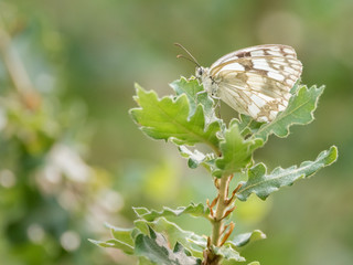 Papillon sur jeune chêne