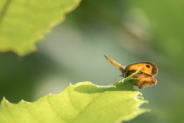 Myrtil sur feuille d'arbre