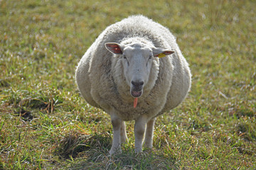 Mutterschaf