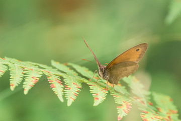 Obraz premium Myrtil sur fougère
