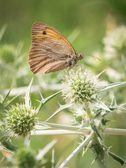Myrtil sur plante piquante