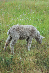 Naklejka na ściany i meble lamb eats grass