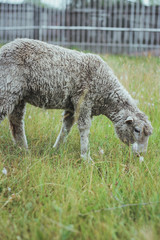 Naklejka na ściany i meble lamb eats grass