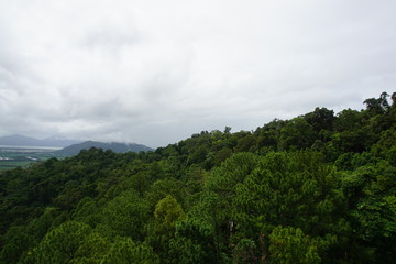 Jungle from above