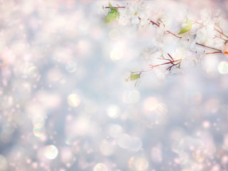 spring background of flowering white cherry flowers tree and leaves