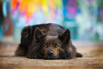 Big dog on colorful background