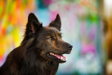 Big dog on colorful background