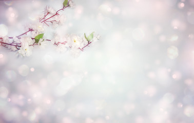 spring background of flowering white cherry flowers tree and leaves