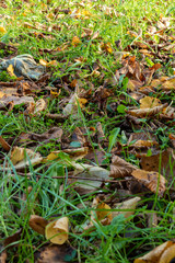 Dead leaves on grass