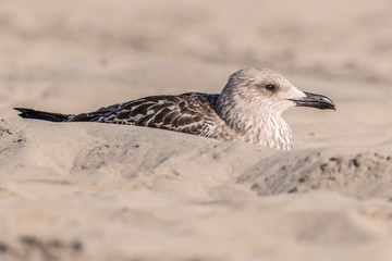 Goéland sur la sable, profil © yamathom