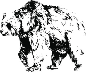 Naklejka na ściany i meble Hand drawn bear. Vector isolated on a transparent background