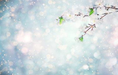 spring background of flowering white cherry flowers tree and leaves